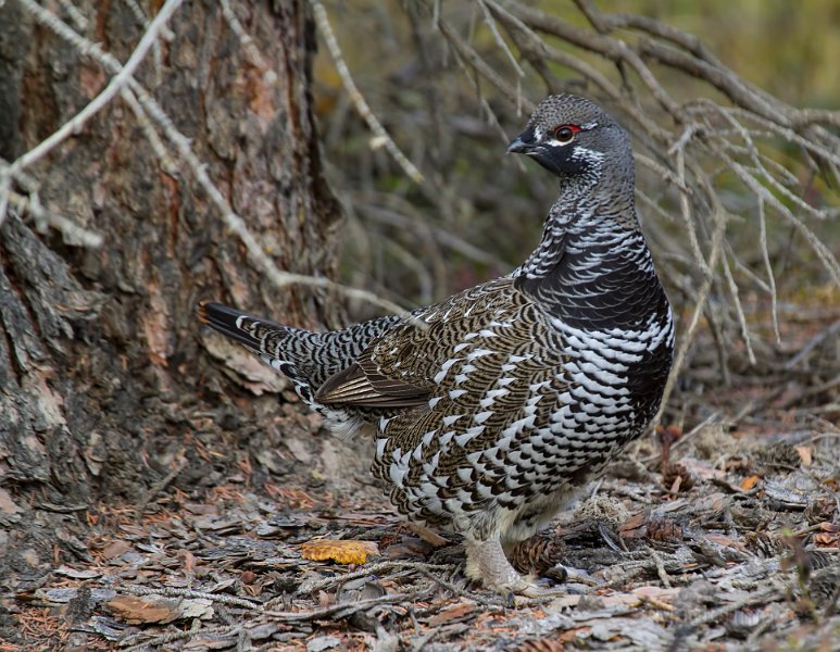 _MG_7544c.jpg - Spruce Grouse (Falcipennis canadensis)